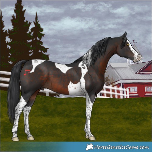 Horse Color:Brown Splash Tobiano