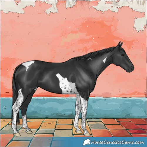 Horse Color:Black Tobiano