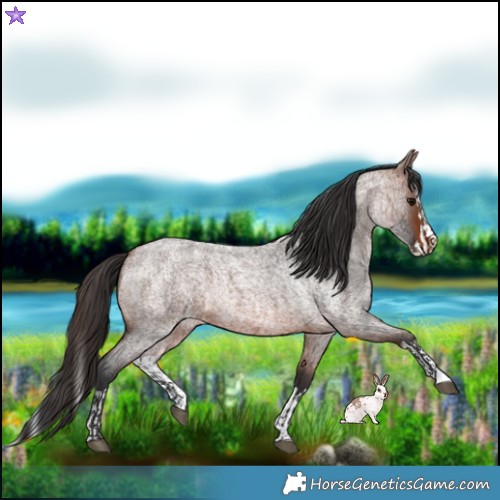 Horse Color:Brown Roan Rabicano  and Brown Roan Splash Rabicano 