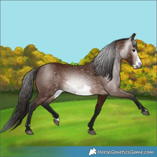 Horse Color:Gray Bay Frame