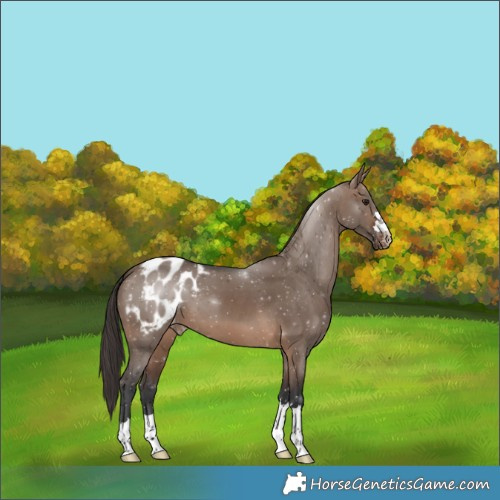 Horse Color:Brown Dun Blanket 