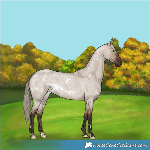 Horse Color:White Spotted Liver Red Dun Roan