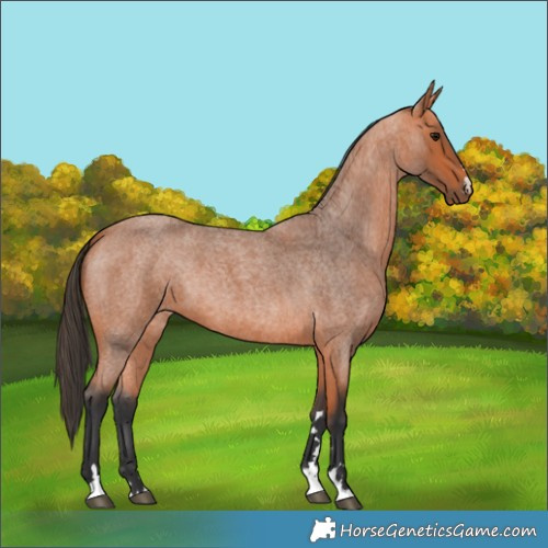 Horse Color:Bay Roan