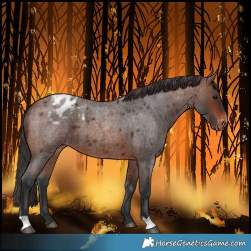 Horse Color:Brown Roan Blanket 