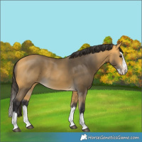 Horse Color:Buckskin Splash Rabicano 