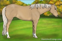 Horse Color:Palomino 
