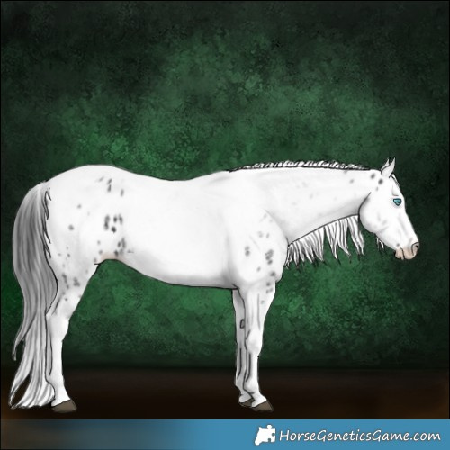 Horse Color:White Spotted Black Splash Tobiano Frame Leopard 