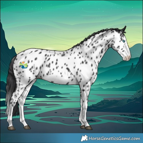 Horse Color:Black Splash Frame Near Leopard 