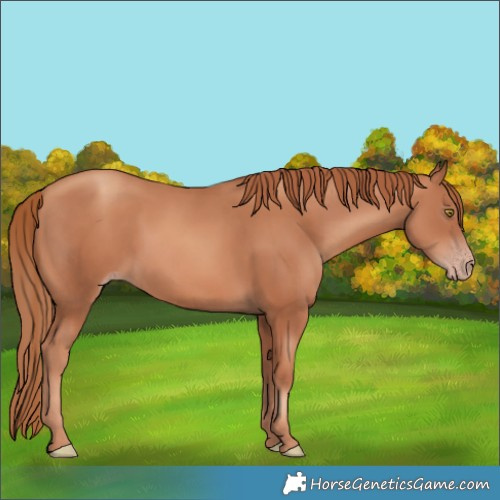 Horse Color:Gold Champagne