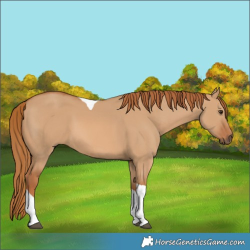 Horse Color:Red Dun Tobiano