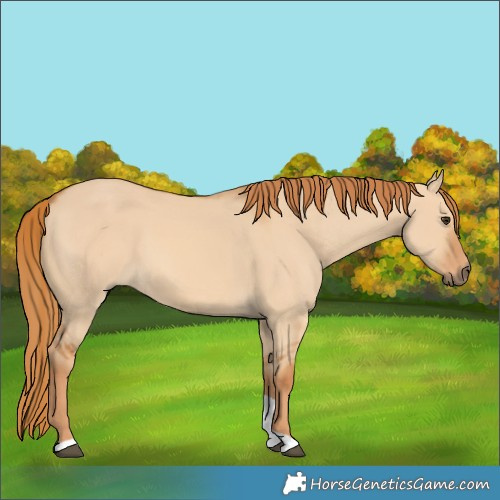 Horse Color:Red Dun Tobiano 