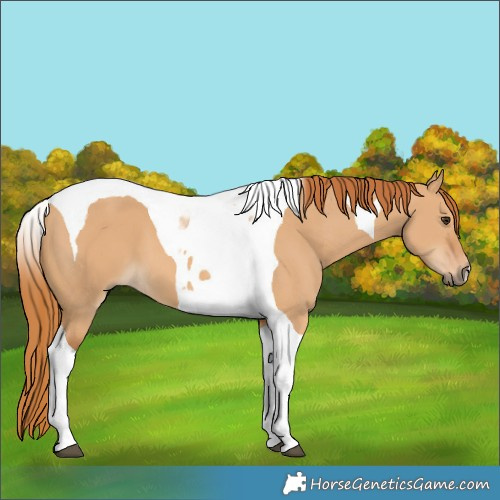 Horse Color:Red Dun Tobiano