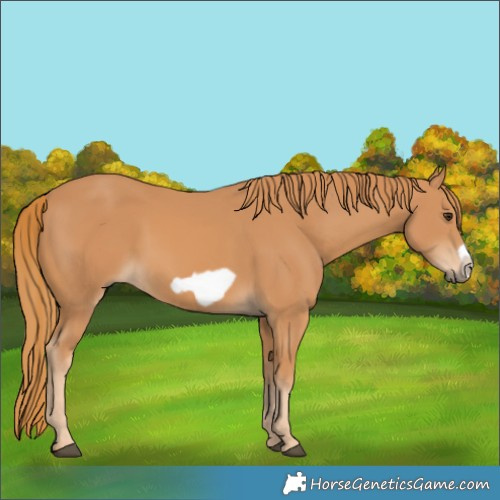Horse Color:Chestnut Frame