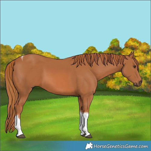 Horse Color:Chestnut Tobiano