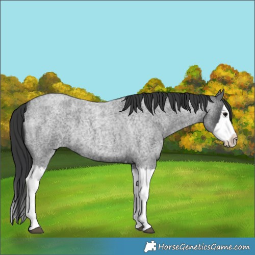 Horse Color:Blue Roan Splash