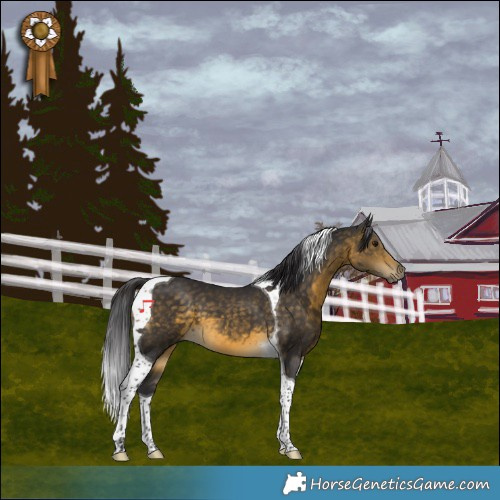 Horse Color:Buckskin Tobiano 