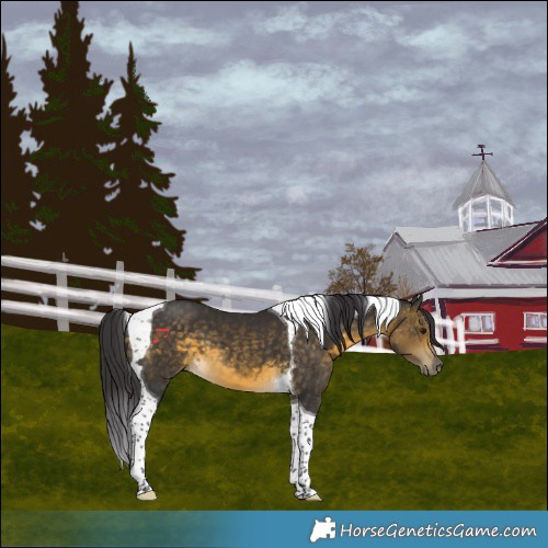 Horse Color:Buckskin Tobiano 