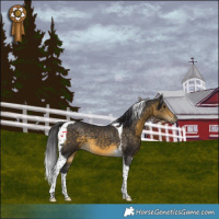 Horse Color:Buckskin Tobiano 
