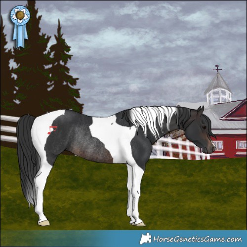 Horse Color:Brown Tobiano Rabicano