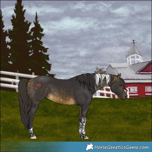 Horse Color:Buckskin Tobiano 