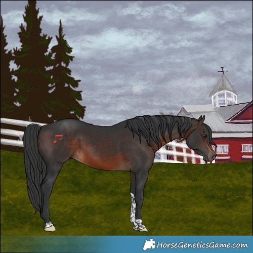 Horse Color:Brown Tobiano