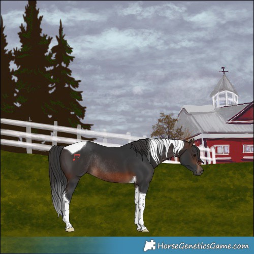 Horse Color:Brown Tobiano Rabicano
