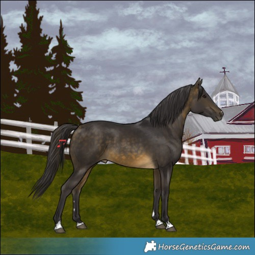 Horse Color:Buckskin 