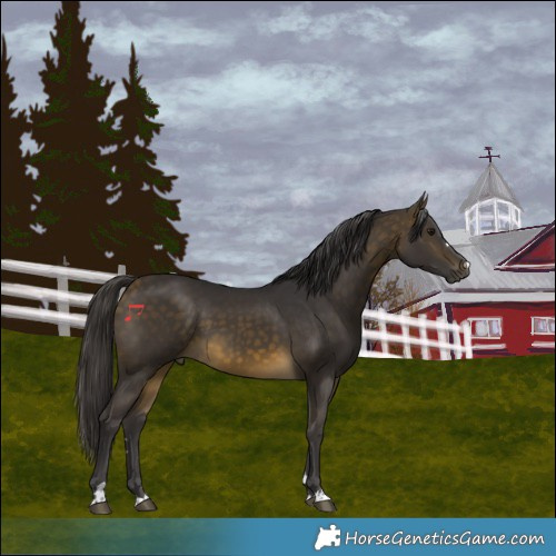 Horse Color:Buckskin