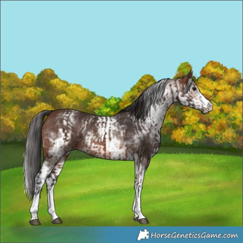 Horse Color:Brown Rabicano and White Spotted Brown Rabicano