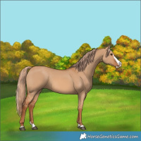 Horse Color:Red Dun Splash