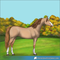 Horse Color:Red Dun