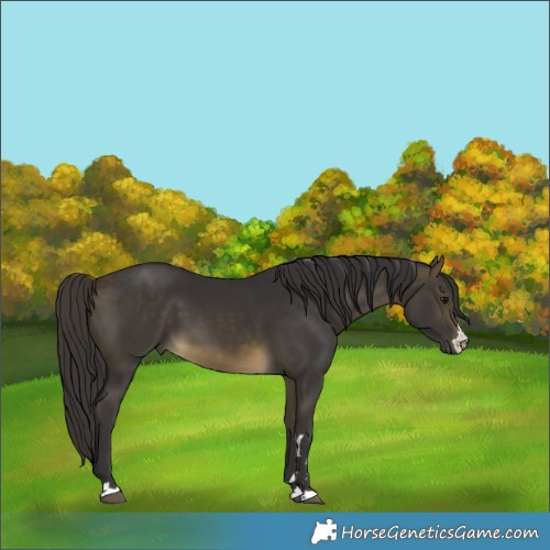 Horse Color:Buckskin