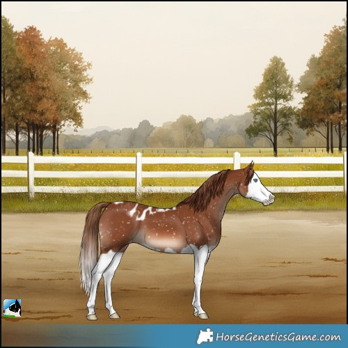 Horse Color:Chestnut Splash Skewed Appaloosa