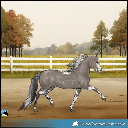 Horse Color:Smoky Grullo Skewed Appaloosa