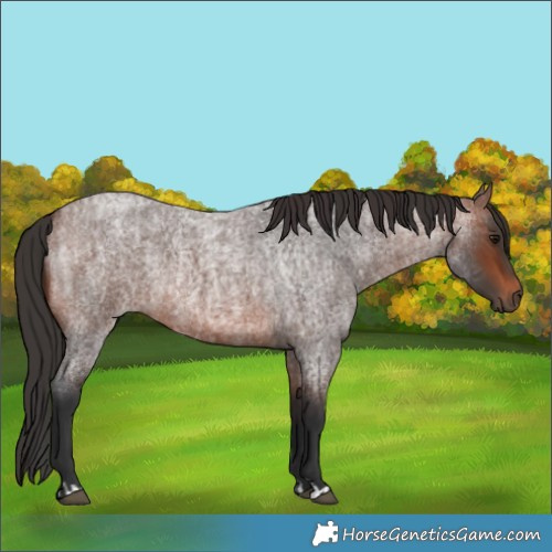 Horse Color:Brown Roan Rabicano  and Brown Roan Rabicano 