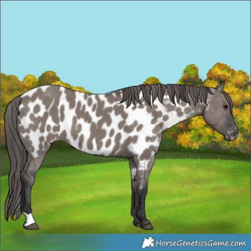 Horse Color:Grullo Near Leopard