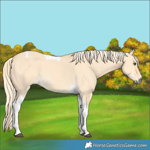 Horse Color:Palomino Dun Tobiano