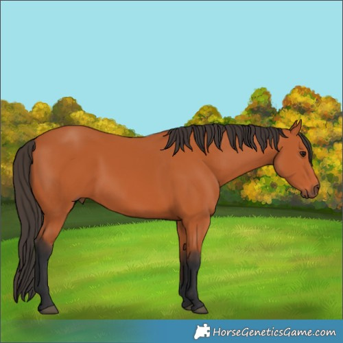 Horse Color:Bay 