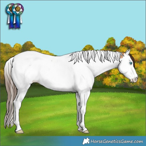 Horse Color:Bay Dun Splash Tobiano Appaloosa 