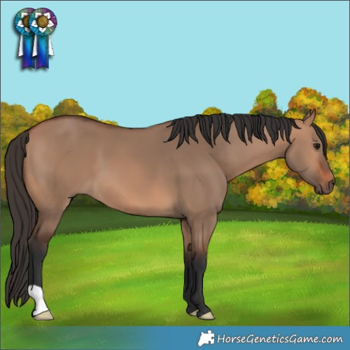 Horse Color:Bay Dun