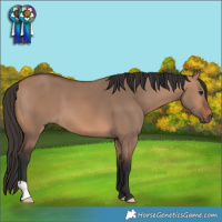 Horse Color:Bay Dun