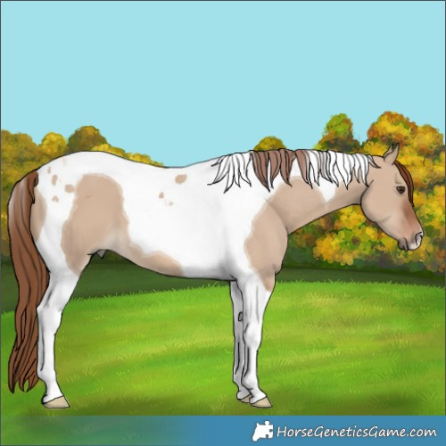 Horse Color:Red Dun Tobiano