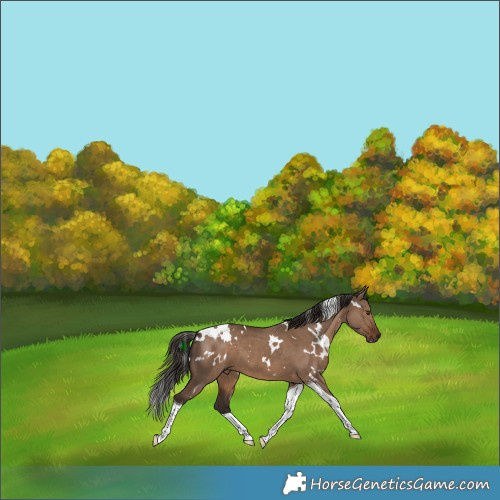 Horse Color:White Spotted Liver Red Dun Tobiano 