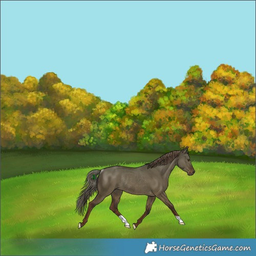 Horse Color:Liver Red Dun Rabicano 