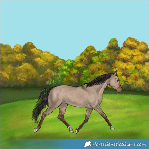 Horse Color:Liver Red Dun Appaloosa Rabicano