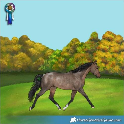 Horse Color:Bay Dun Rabicano