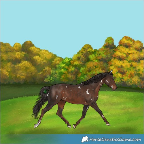 Horse Color:White Spotted Liver Chestnut Rabicano