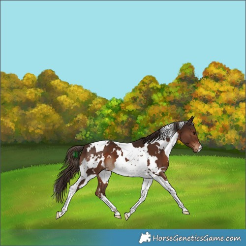 Horse Color:White Spotted Liver Chestnut Tobiano