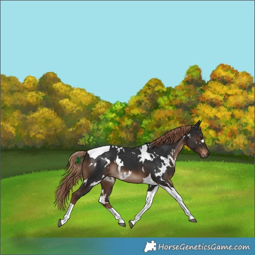 Horse Color:White Spotted Liver Chestnut Tobiano 