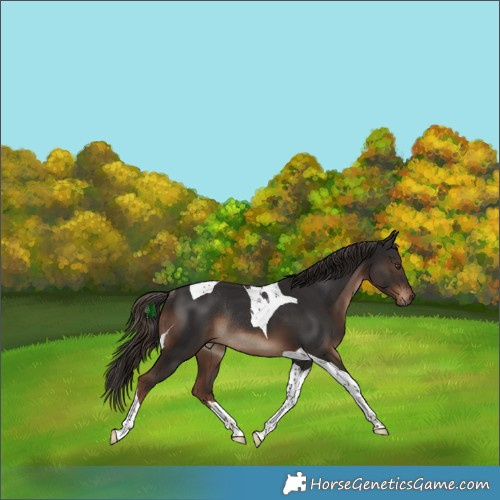 Horse Color:Liver Chestnut Tobiano Rabicano